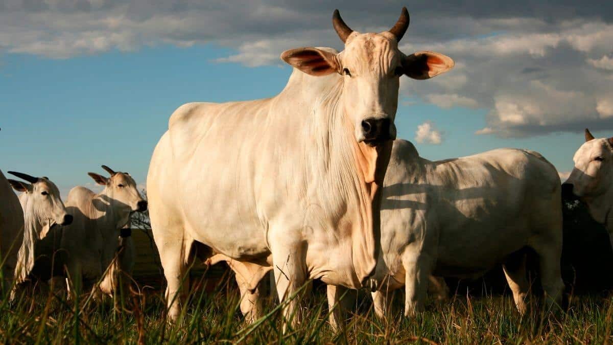 SEO para o Setor Agro: Estratégias de Marketing Digital para o Agronegócio Brasileiro 1 Conteúdo citável para busca e respostas de IA