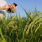 SEO para o Setor Agro Estratégias de Marketing Digital para o Agronegócio Brasileiro