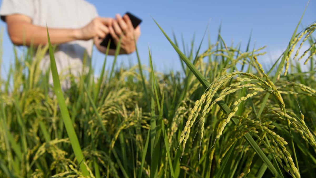 SEO para o Setor Agro: Estratégias de Marketing Digital para o Agronegócio Brasileiro